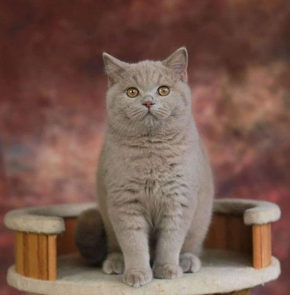 British Shorthair