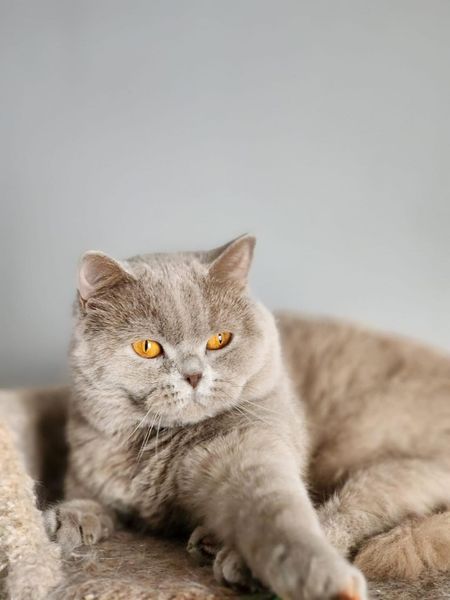 British Shorthair