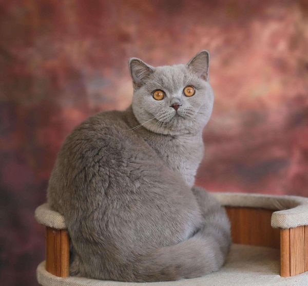 British Shorthair