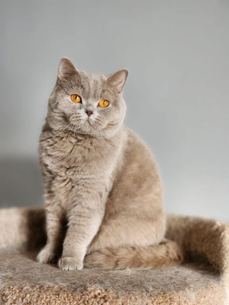 British Shorthair