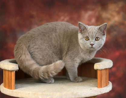 British Shorthair