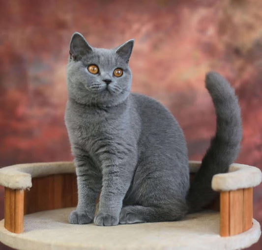 British Shorthair