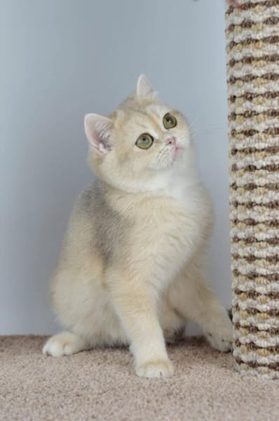 British Shorthair