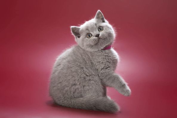 British Shorthair