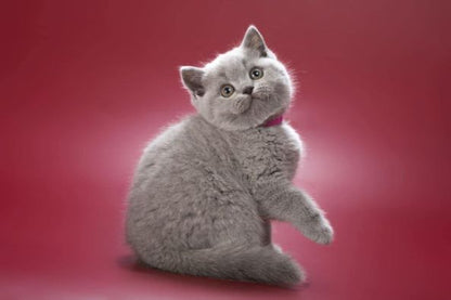 British Shorthair