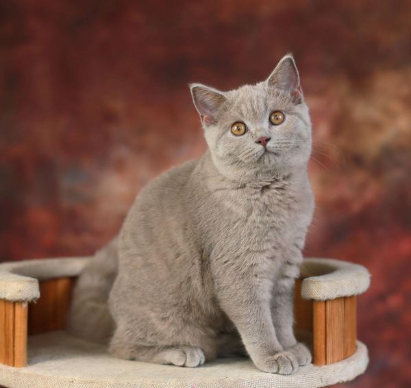 British Shorthair