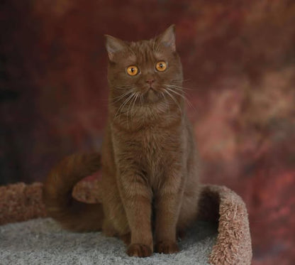 British Shorthair