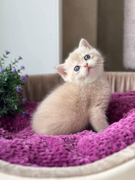 British Shorthair