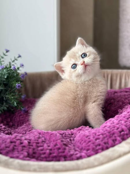 British Shorthair