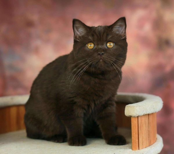 British Shorthair