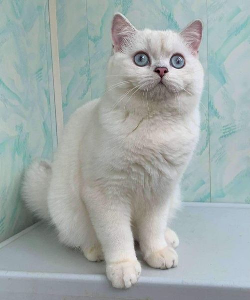 British Shorthair