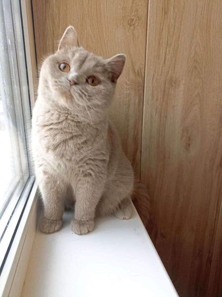 British Shorthair