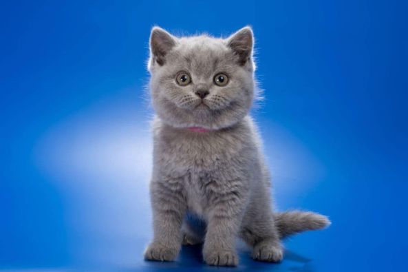 British Shorthair