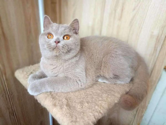 British Shorthair