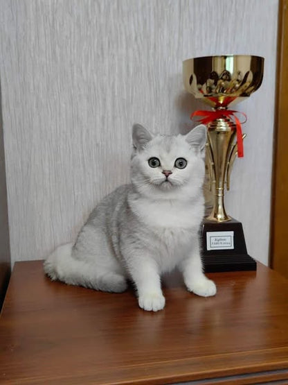 British Shorthair