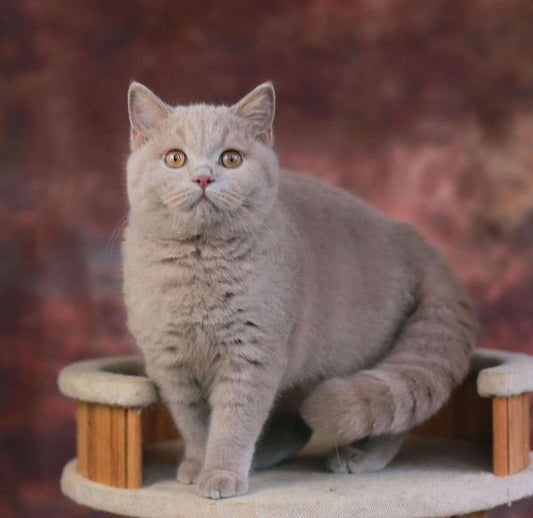 British Shorthair