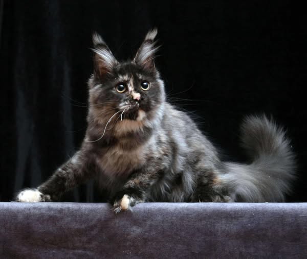 Maine Coon