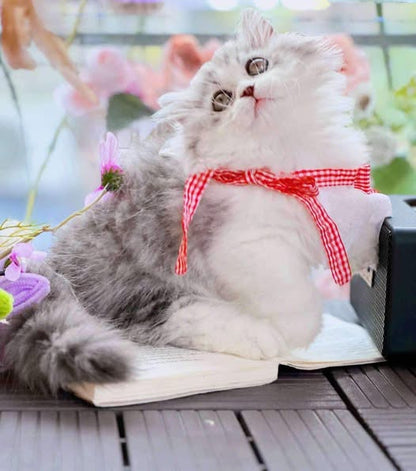 Munchkin Longhair