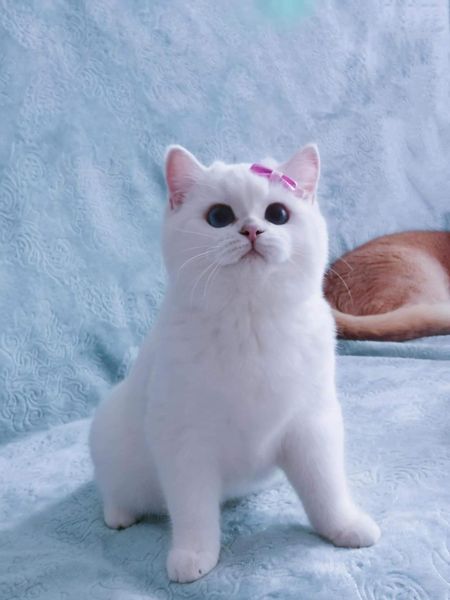 British Shorthair