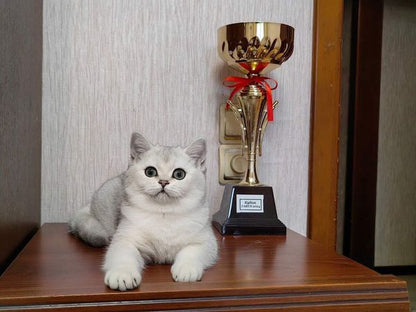 British Shorthair