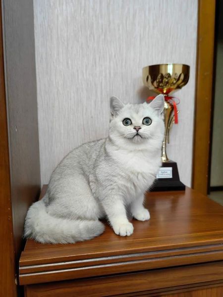 British Shorthair