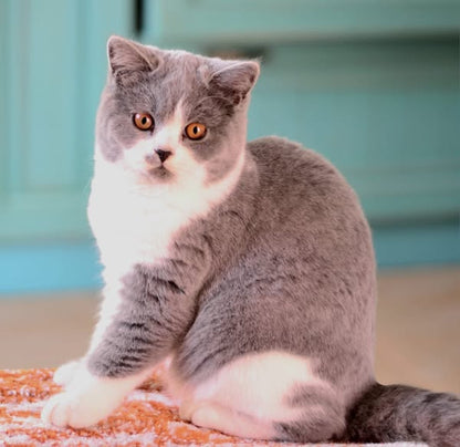 British Shorthair
