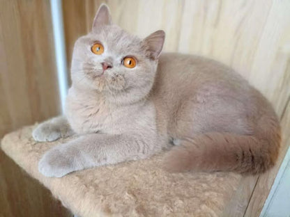 British Shorthair