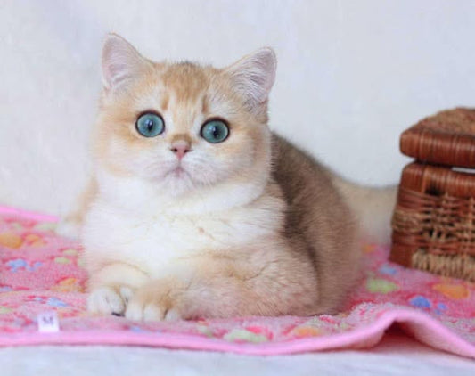 British Shorthair