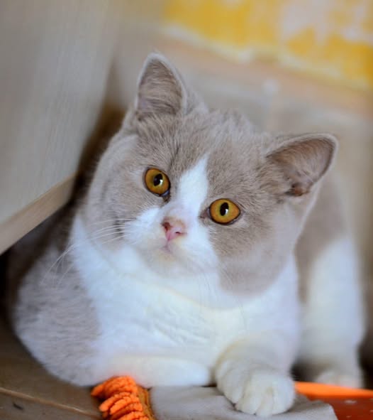 British Shorthair