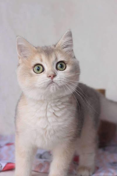 British Shorthair