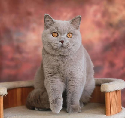 British Shorthair