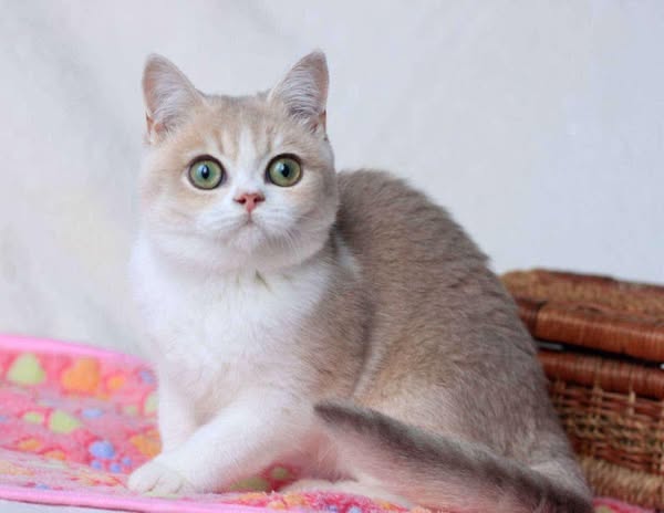 British Shorthair