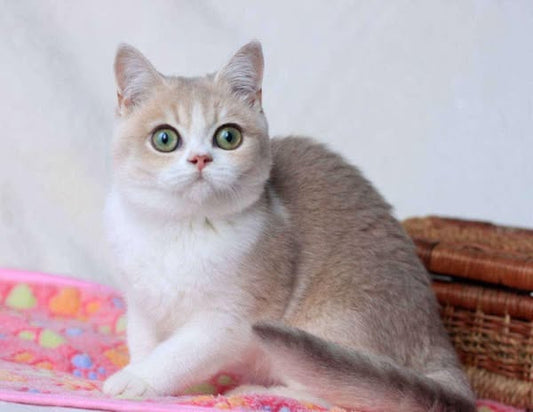 British Shorthair