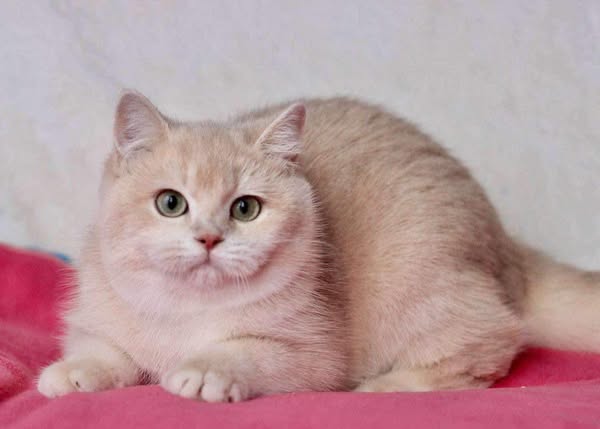 British Shorthair