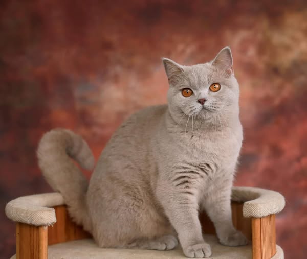 British Shorthair