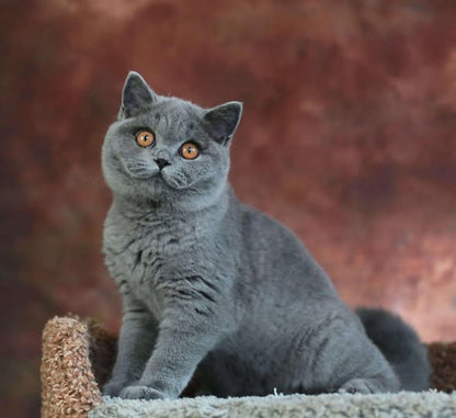 British Shorthair