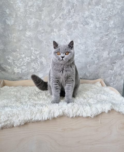 British Shorthair