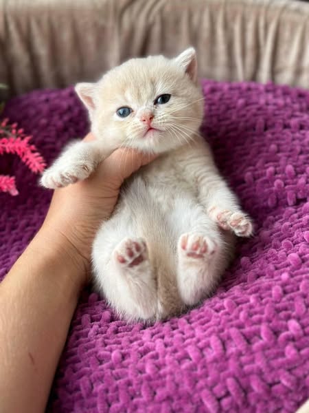 British Shorthair