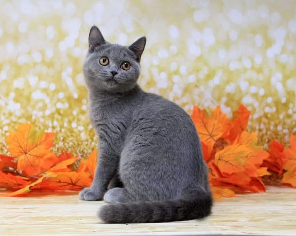 British Shorthair