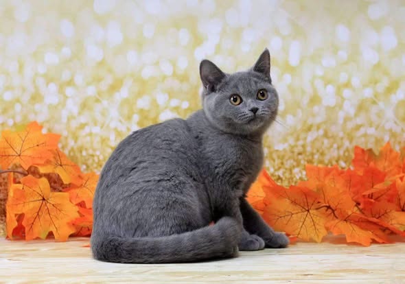 British Shorthair
