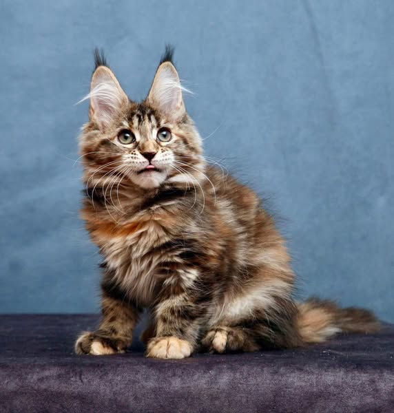 Maine Coon