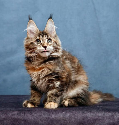Maine Coon