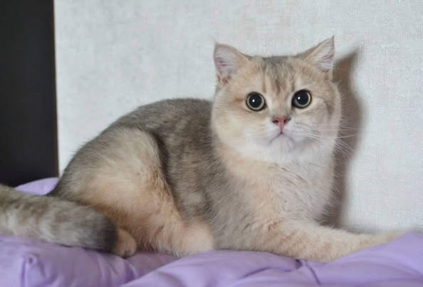 British Shorthair