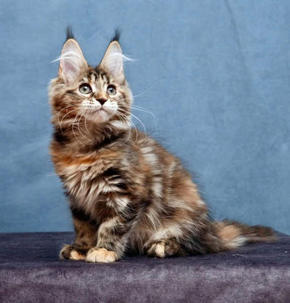 Maine Coon