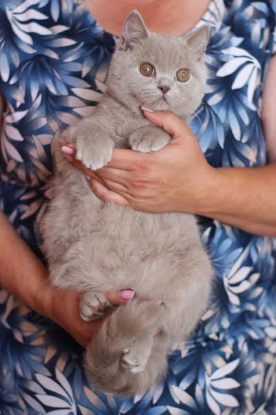 British Shorthair