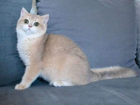 British Shorthair
