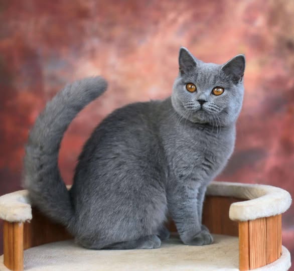 British Shorthair