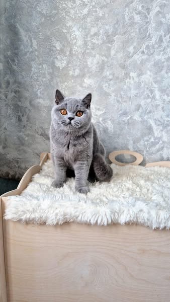 British Shorthair