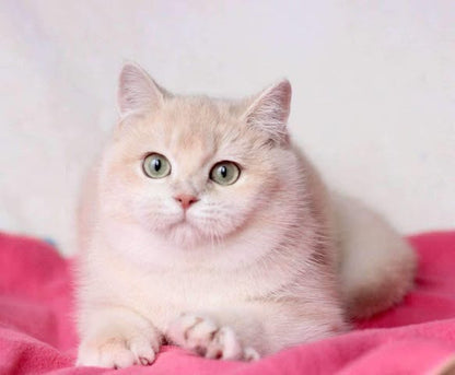 British Shorthair