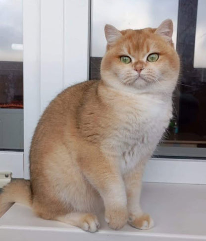 British Shorthair